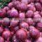 BRC A Approved High Quality Non-peeled Fresh Vegetable Red Onion from Sinocharm