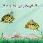 turtle feed，Shrimp, fish food, tropical feed