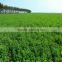 The king of the grass alfalfa forage seeds with competitive price for sale