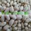 High Quality White/Black pulse beans