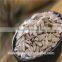 oil press machine Sunflower kernels confectionary and bakery