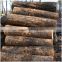 White birch logs, Baltic Birch logs, log,Latvia Birch logs for sale