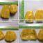 HQ IQF Frozen Jackfruit flesh seedless from Thailand [ Frozen Jackfruit ]