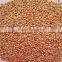 millet seed whole grain millet bulk millet for sale