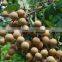 Brands Canned Longan Fruit Wholesale