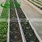 kohlrabi plant slot for Greenhouse cultivation must products