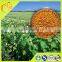 2015 wholesale organic fresh buckwheat pollen