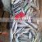 Top quality frozen sardine/Sardinops