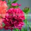 unique real touch high quality carnation to the beloved from kunming