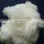 Inner Mongolian Dehaired and Carded Natural White Cashmere Fiber 15.5mic 36-38mm