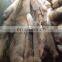 Dressed coyote skins ready for garments use