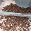 American dry walnuts cracking shelling breaking machine