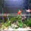 MOQ 500 pieces Wholesale Automatic Filter betta fish tropical fish live LED table fish farming tank aquarium