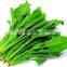 Good Quality Vegetable Root Cutting Machine/celery/lettuce/spinach Root Cutter