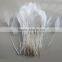 wholesale dyed white trimmed goose feathers artificial