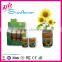 Mini Plant Sunflower Can Flower