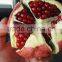 Fresh pomegranate for sales