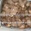 Best Quality of Fresh Shandong Taro