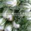 Wholesale Chinese long cabbage