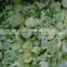 Frozen Green Onion with best price