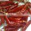 Chillies Teja best