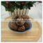 Market Prices for Dried Tea Flower Mushroom Spawn
