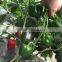 Green/red/yellow pepper seeds