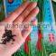 Strong growth and cold resistant bolting chinese chives seeds