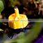 Home Garden Drip Irrigation PC Dripper