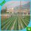 agricultural invisible plastic hdpe bird nett for tree