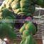 outdoor decoration resin craft fiberglass a grandezza naturale hulk statua