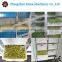 Commercial cheap bean sprout machine / vegetable sprout machine