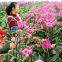Horticulture Greenhouse for Flower and Plant Production