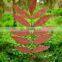 Outdoor garden decorative corten steel leaves Sculpture metal statues