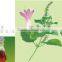 100% pure nature patchouli essential oil plant extract