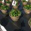 Plastic Weed Control Mat PP Woven Fabric Anti-Weed Mat for Greenhouse Flower Plant Eco Material