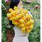 YELLOW ROSE CROCHET FLOWER BOUQUET BLANKET GIFT
