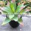 Home decorative Artificial mini succulent plant pvc potted succulent plant with different styles