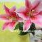 Promotional High Quality The Flower Lily With Best Quality