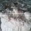 Raw White cotton shoddy fiber/ Cotton recycle comber