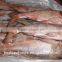 Frozen silver carp/ Asian Carp