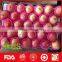 China Hot Sale Fresh Sweet Fuji Apple Fruit