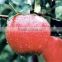 new crop fresh fuji apple