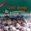2015 crop garlic