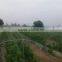 Hybrid F1 Hot Resistance Fruit Type Seedless Cucumber Seeds For Sale-Europa 201