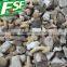 IQF/Frozen mixed mushroom 2016 new crop