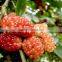 Mulberry tree seedling