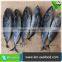 Hot Selling Without Faure Marin Bonito Exporting