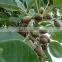 Terminalia Belerica