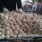100% Nature Made 5.5cm Pure White Garlic Cultivated In Jinxiang Shandong China